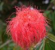 Jardin Colombie Frais File Calliandra Carbonaria 3 Wikimedia Mons