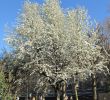 Jardin De Gally Génial File Pyrus Caucasica Jardin Des Plantes De Paris