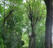 Jardin De Gally Inspirant Parc Des Hauteurs