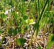 Jardin De L Himalaya Inspirant Trifolium Campestre Schreb