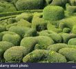 Jardin De Marqueyssac Nouveau topiary at the Chateau De Marqueyssac Dordogne France Stock