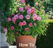 Jardin De Roses Beau Learn How to Grow Roses In Containers with This Helpful