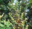 Jardin Des Ardoisières Luxe Les Merveilles De La Nature Les Broméliacées 1