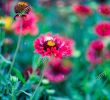 Jardin Des Fleurs Bordeaux Best Of Coreopsis Rosea S & Coreopsis Rosea Alamy