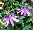 Jardin Des Fleurs Bordeaux Charmant Passiflora Amethyst