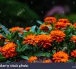 Jardin Des Fleurs Bordeaux Frais Coreopsis Rosea S & Coreopsis Rosea Alamy