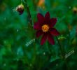 Jardin Des Fleurs Bordeaux Génial Coreopsis Rosea S & Coreopsis Rosea Alamy