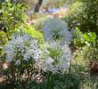 Jardin Des Fleurs Bordeaux Luxe épinglé Par Paul Brousse Sur Fleurs Jardin Nature