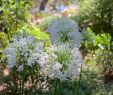 Jardin Des Fleurs Bordeaux Luxe épinglé Par Paul Brousse Sur Fleurs Jardin Nature