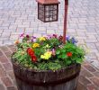 Jardin Des Plantes D Angers Frais Container Gardening Projects