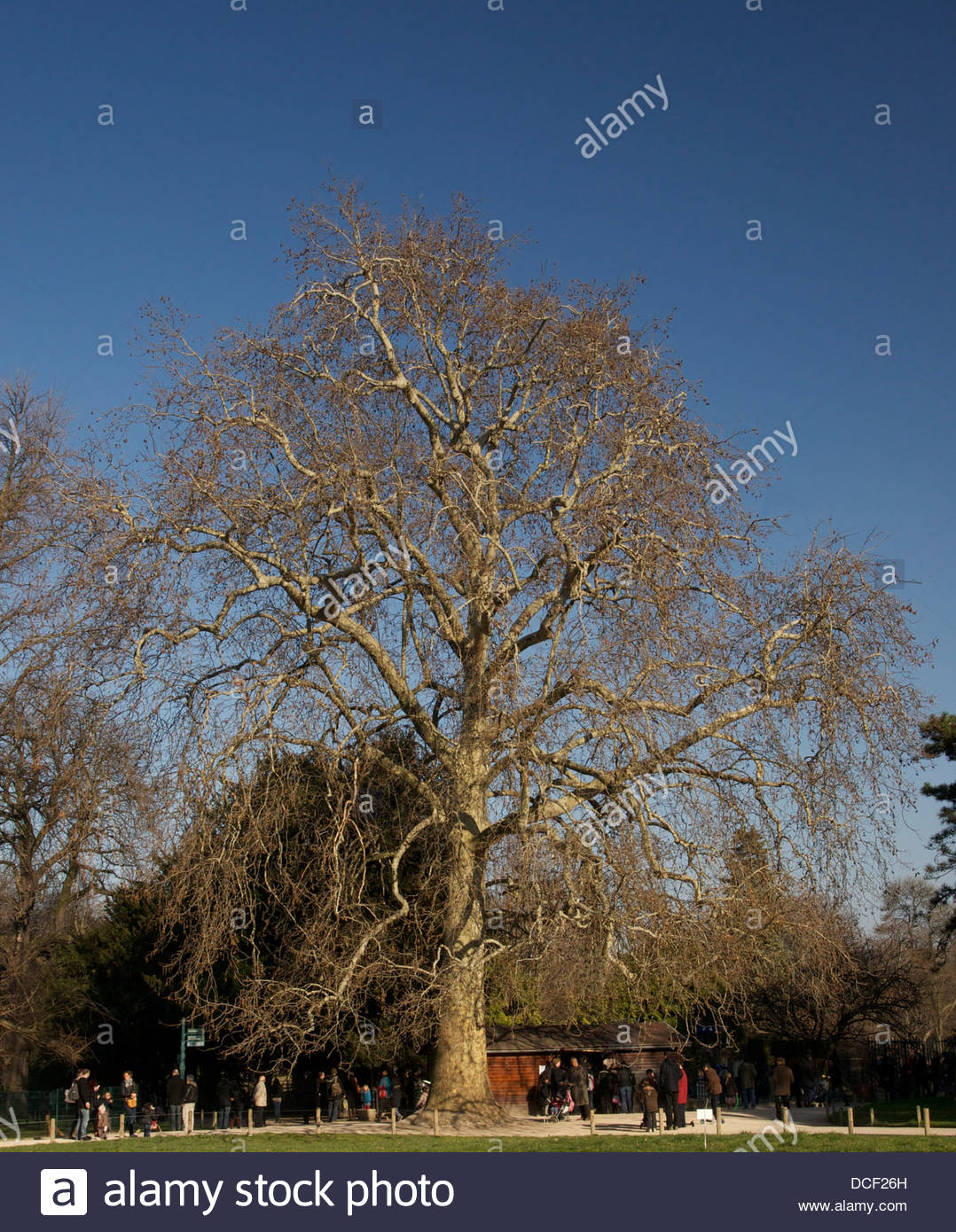historical buffons plane tree platanus orientalis planted in 1785 DCF26H