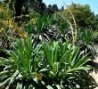 Jardin Des Plantes De Montpellier Génial File Beschorneria Yuccoides In Jardin Des Plantes De