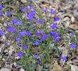 Jardin Des Plantes De Montpellier Nouveau File Lobelia Erinus In Jardin Des Plantes De Montpellier 02