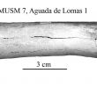 Jardin Du Thé Grenoble Élégant Equus Amerhipus Insulatus From Peru Musm 7 Cranium and