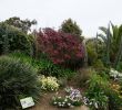 Jardin Exotique Roscoff Frais 100 [ Jardin Exotique ]