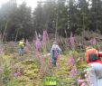 Jardin Imaginaire Nouveau Stages En Arts   Habay