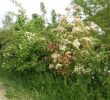 Jardin Jardinier Frais épinglé Sur Haie