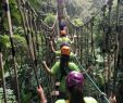 Jardin Jungle Best Of Flying Gibbons Jungle Leap Travel Guidebook –must Visit