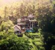 Jardin Jungle Élégant Live for that Jungle Life Fsbali Tag someone You Would