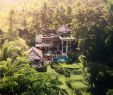 Jardin Jungle Élégant Live for that Jungle Life Fsbali Tag someone You Would