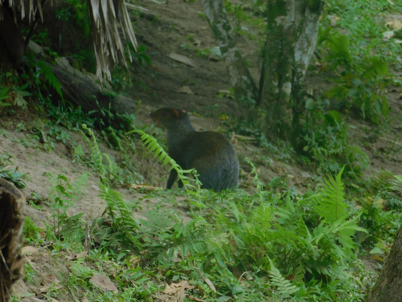 Jardin Jungle Élégant Parque De La Vida Armenia 2020 All You Need to Know