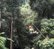 Jardin Jungle Frais Flying Gibbons Jungle Leap Travel Guidebook –must Visit