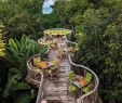 Jardin Jungle Frais Maldives