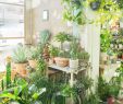 Jardin Jungle Inspirant Conservatory Archives In London