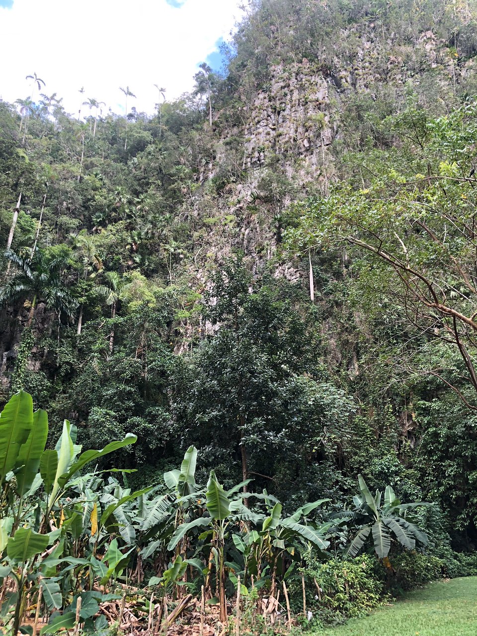 palenque de los cimarrones