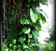 Jardin Jungle Luxe Giant Pothos Google Search