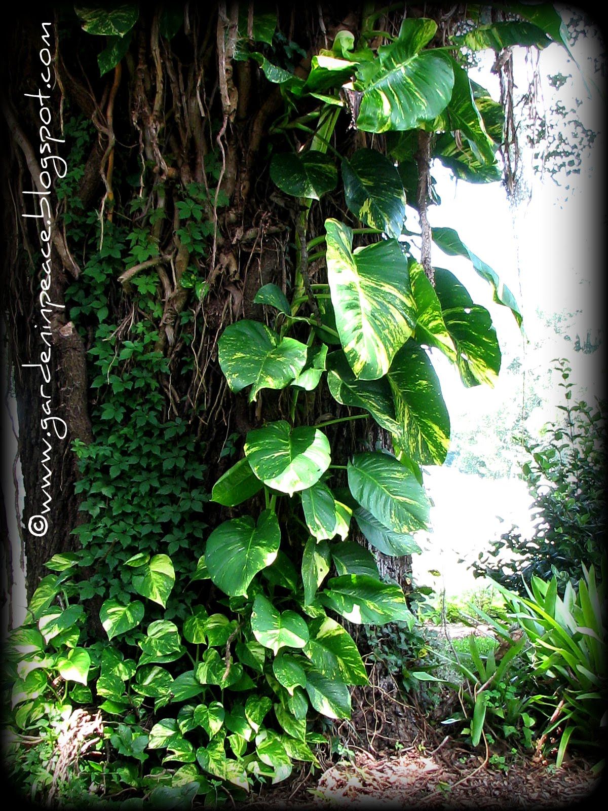 Jardin Jungle Luxe Giant Pothos Google Search