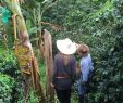 Jardin Jungle Nouveau Finca Milena Jardin 2020 All You Need to Know before You