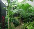 Jardin Jungle Unique 10 Awesome Ideas How to Craft Small Tropical Backyard Ideas