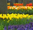 Jardin Keukenhof Beau Bulb Crazy