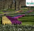 Jardin Keukenhof Beau Enjoy the Park Keukenhof Virtually Open