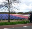 Jardin Keukenhof Beau Keukenhof Tulip Gardens In Netherlands • Swiss Family Fun