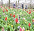 Jardin Keukenhof Beau Keukenhof Will Not Open On March 21 Teller Report