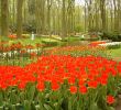 Jardin Keukenhof Best Of File Keukenhof Tulips Jpg Wikimedia Mons