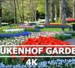 Jardin Keukenhof Best Of Keukenhof Tulip Gardens In 4k Netherlands