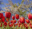 Jardin Keukenhof Charmant Keukenhof Virtual tours Bollenstreek