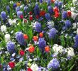 Jardin Keukenhof Élégant Hyacinths at Keukenhof Rotary Botanical Gardens