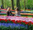 Jardin Keukenhof Élégant Keukenhof