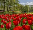 Jardin Keukenhof Élégant Keukenhof Virtually Open Keukenhof