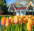 Jardin Keukenhof Frais 7 Million Tulips No tourists Dutch Icon Keukenhof Closed