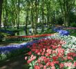 Jardin Keukenhof Frais Keukenhof