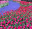 Jardin Keukenhof Frais Keukenhof Hashtag On Twitter