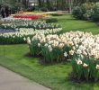 Jardin Keukenhof Frais Lindo Jardin Em Keukenhof Na Holanda