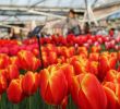 Jardin Keukenhof Frais Opening Keukenhof Tulip Gardens 2020 Get Discount Tickets now