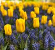 Jardin Keukenhof Génial Keukenhof Lisse 2020 All You Need to Know before You Go