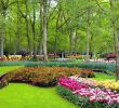 Jardin Keukenhof Génial the Most Colourful Day Trip From Amsterdam Keukenhof Gardens